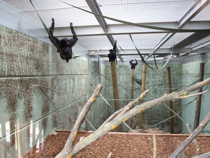 Twycross Zoo receives new Gibbon Forest enclosure by Weedon Architects